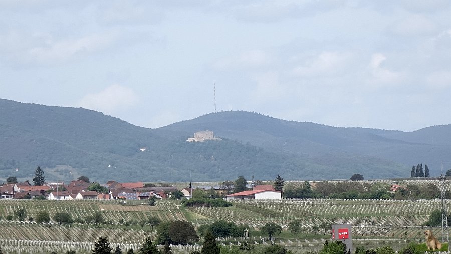 Blick vom Turm Stiftskirche, Hambacher Schloß
